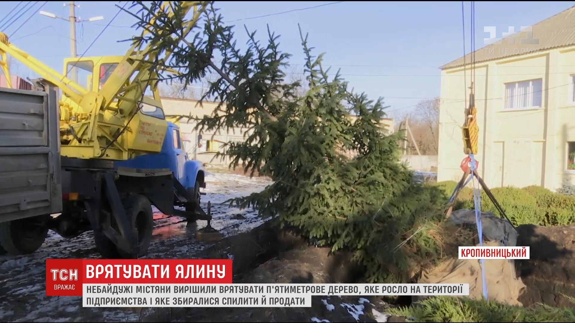 Неравнодушные жители Кропивницкого спасли 5-метровую ель от сруба / Неравнодушные жители Кропивницкого спасли 5-метровую ель от сруба /