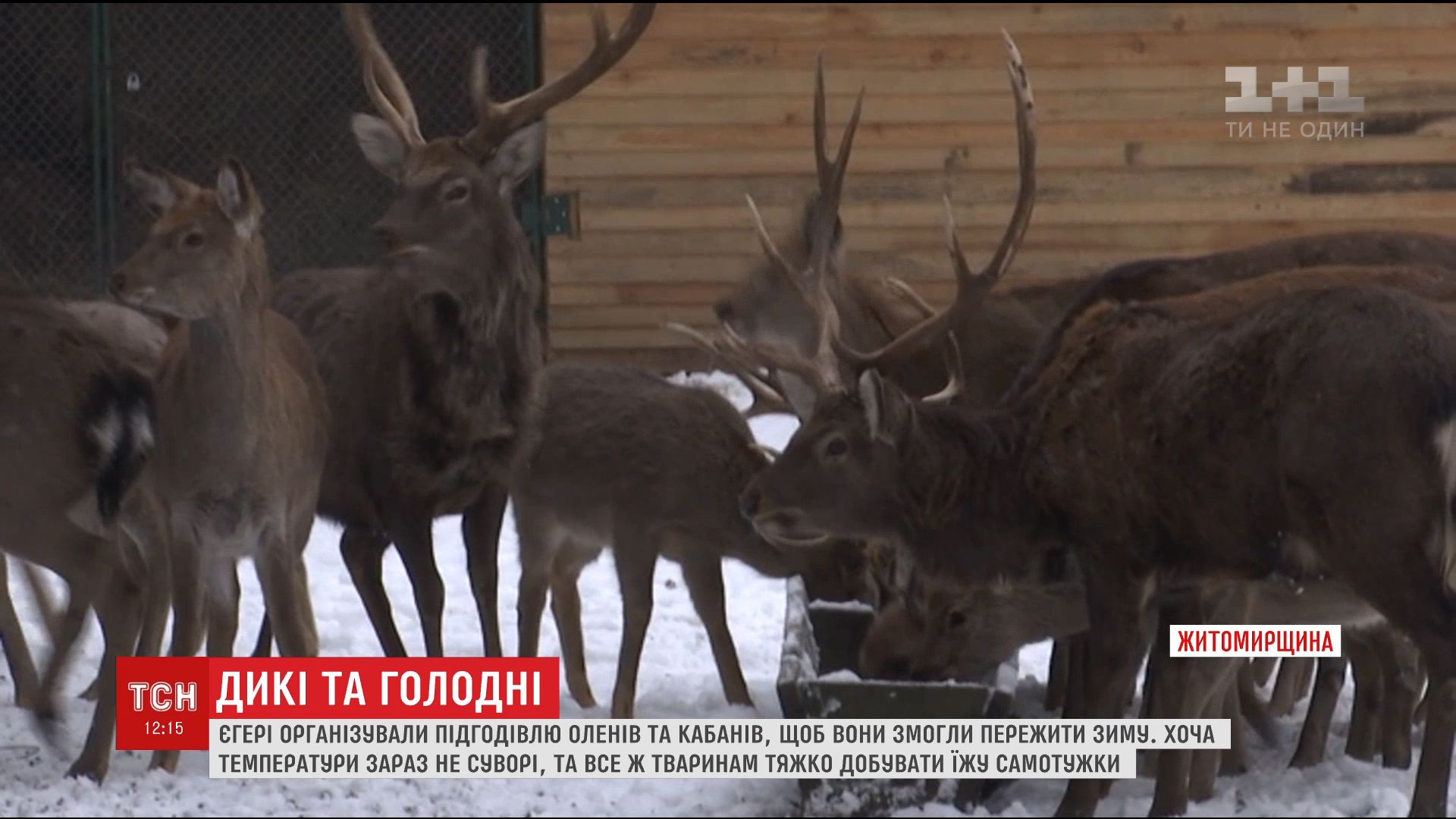 Егеря показали, как ухаживают диких животных зимой / Кадр из видео ТСН Егеря показали, как ухаживают диких животных зимой / Кадр из видео ТСН