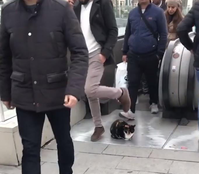 Кот неподвижно сидел возле эскалатору / Скриншот Кот неподвижно сидел возле эскалатору / Скриншот
