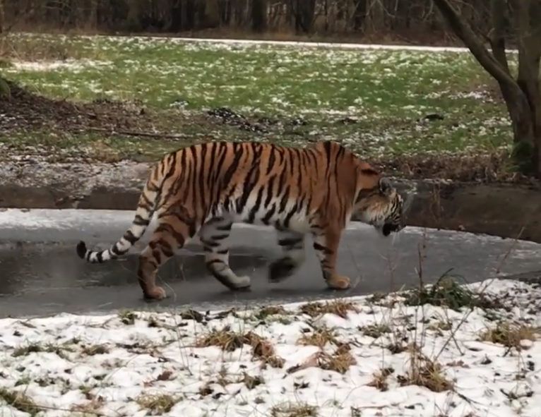 В заповеднике живет несколько тигров / фото facebook.com/Knuthenborgdk
