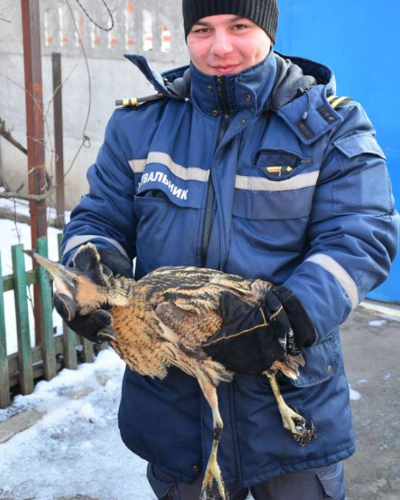 Спасатели отловили птицу / facebook.com/MNS.GOV.UA