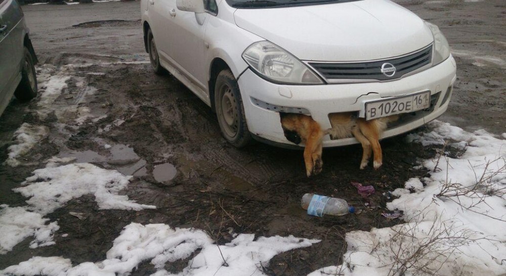 Приметы сбить собаку автомобилем