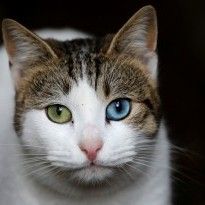 Пушистый миротворец: кот, оригинально остановивший драку своих собратьев, стал хитом сети (видео)