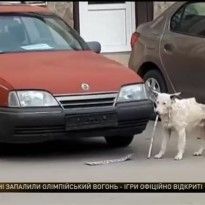 Четырехлапый украинский диверсант: в Ялте пес оторвал от авто российский регистрационный номер (видео)