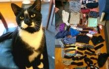 Ворующий трусы кот рассорил влюбленную пару (фото, видео)