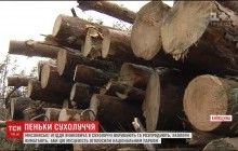 Знаменитые угодья Януковича массово вырубают и распродают (видео)