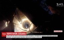 На Миколаївщині врятували пса, який упав у 8-метровий колодязь (відео)