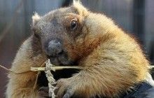 Сьогодні у світі відзначають День бабака: яка погода чекає в цей день на українців