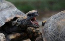 Reuters показав друге життя екзотичних тварин, врятованих з рук контрабандистів в Перу (фоторепортаж)
