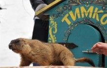Харківський бабак Тимко напророкував пізню весну (фоторепортаж, відео)