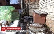 В центре Днепра месяц лежат останки собаки, умершей от опасной инфекции (видео)