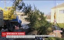 Небайдужі жителі Кропивницького врятували 5-метрову ялину від зрубу (відео)