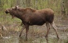 На Чернігівщині поліція розслідує чергове вбивство браконьєрами вагітної самки лося
