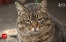 На Днепропетровщине котов признали частью экосистемы города: коммунальщики против (видео)