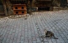 У Києві запустили сервіс запису на безкоштовну стерилізацію бездомних котів