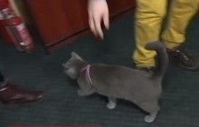 Кошка Ася отправилась в свой первый рейд – ловить браконьеров на Киевском водохранилище (видео)