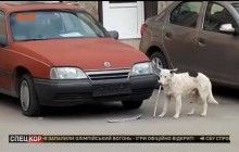 Чотирилапий український диверсант: у Ялті пес відірвав від авто російський реєстраційний номер (відео)
