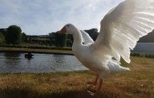 Слепой бисексуальный гусь-полиамор умер в возрасте 40 лет в Новой Зеландии