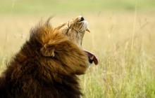 "Осталась только голова": в африканском заповеднике львы съели браконьера