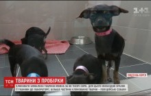 Питомцы из пробирки: в Южной Корее клонируют умерших животных (видео)