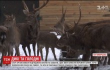 На Житомирщині єгері показали, як узимку підгодовують оленів та кабанів (відео)