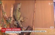 Во Львове возле мусорника в снегу нашли метровую игуану (видео)