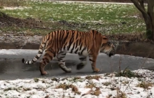 Лед не выдержал: сеть взорвал свалившийся в воду амурский тигр (видео)
