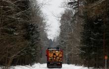 Німецький суд дозволив Tesla вирубку лісу для будівництва заводу