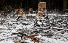 Во Львовской области задержан руководитель лесхоза за вымогательство систематических поборов от подчиненных