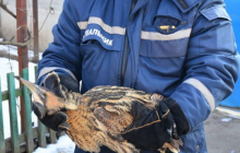 На Полтавщині врятували перелітного птаха від обмороження (фото)