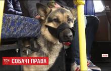 Мужчина с собакой два дня не мог выехать со Львова из-за отказа водителей маршруток везти животное