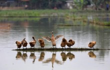 Качка влаштувала в Москві нерівний бій з таксистом: в мережі показали кадри інциденту (відео)