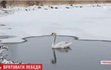 Виявився дуже спритним бігуном: на Рівненщині рятувальники півтори години ловили травмованого лебедя (відео)