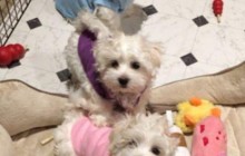 Барбра Стрейзанд клонировала свою умершую собаку