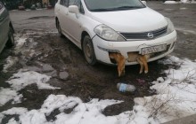 У Росії депутат тиждень їздив із мертвою собакою, яка застрягла у бампері його авто
