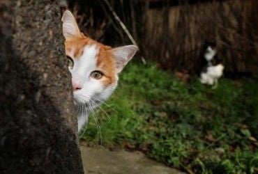 ЦРУ хотело превратить кошек в агентов-шпионов, но первая же миссия пошла не по плану