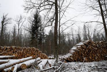 В Украине незаконно вырубают леса в промышленных масштабах - эксперты