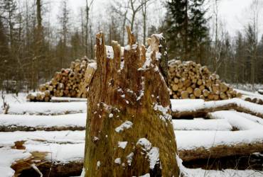 Путин и Шойгу планируют вырубку и продажу украинского леса - украинская разведка