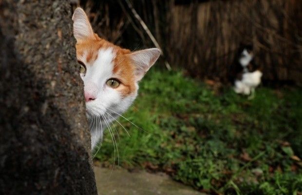 Місто котів: Reuters показав життя пухнастиків у різних куточках Стамбула (фоторепортаж)