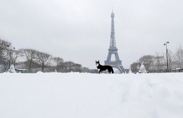 В отпуск с животным: как устроить «безвиз» для питомца