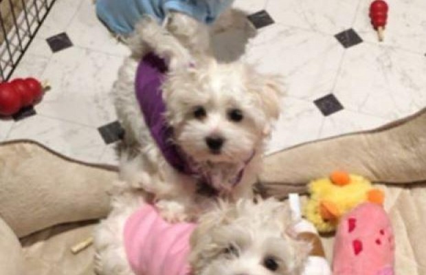 Барбра Стрейзанд клонувала свою померлу собаку