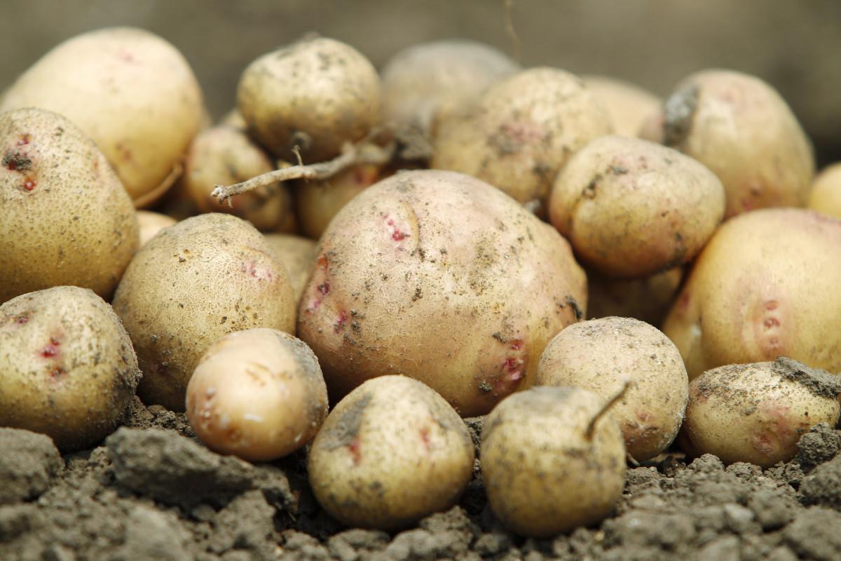 Эксперт спрогнозировал стабилизацию цен на картофель / Иллюстрация REUTERS