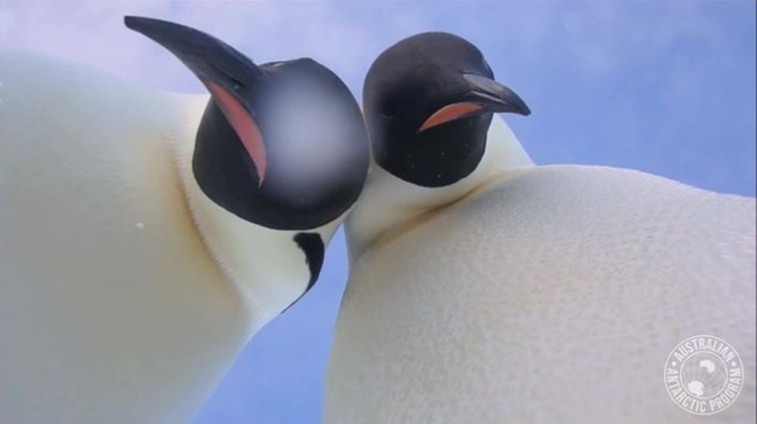 Любознательные пингвины сделали селфи / скриншот