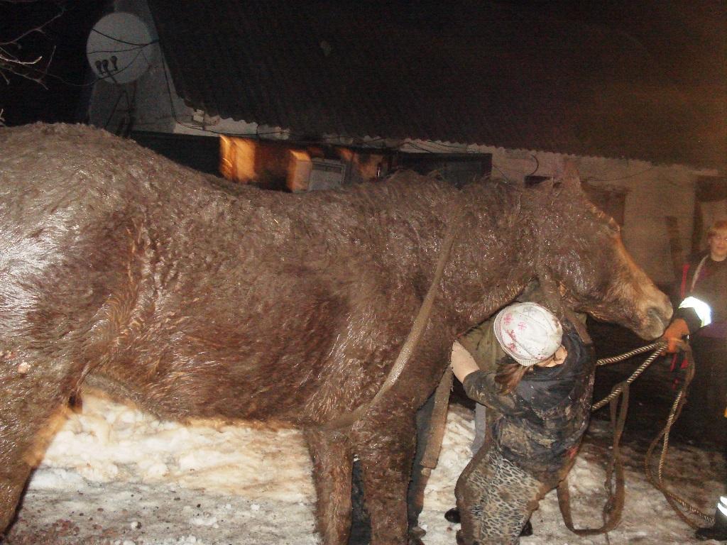 На Житомирщині рятувальники вивільнили з ями коня / фото ДСНС у Житомирській області