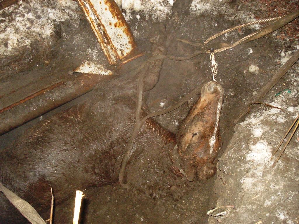 Важких тілесних ушкоджень кобила не отримала / фото ДСНС у Житомирській області