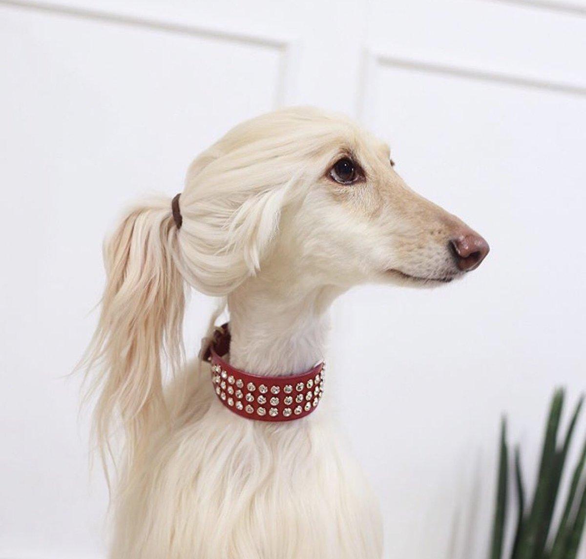 Собака-"двойник" Иванки Трамп / фото twitter.com/witchpuppy Собака-"двойник" Иванки Трамп / фото twitter.com/witchpuppy