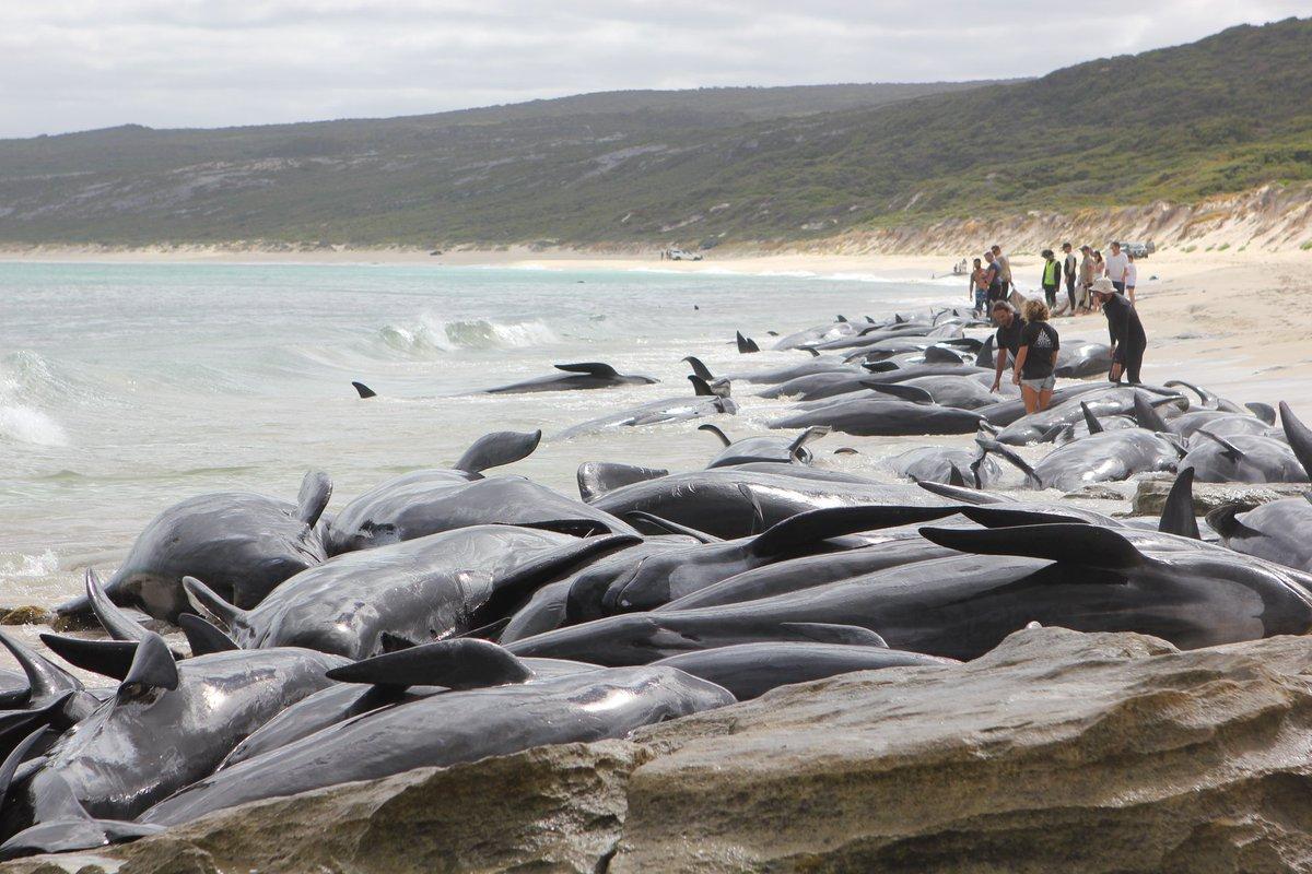 Почему киты выбрасываются на берегу. Киты в Австралии выбросились на берег. Австралия дельфины выбросились на берег. Вымирание дельфинов черного моря. Массовый выброс дельфинов на берег.