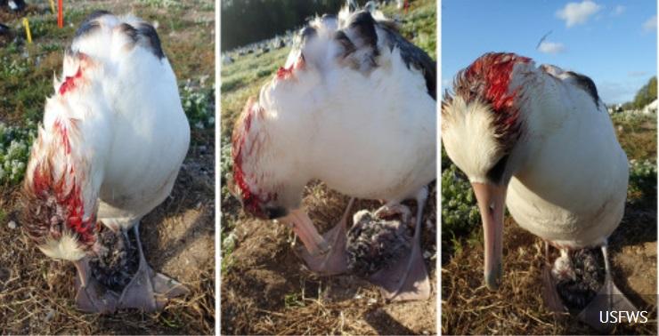 Альбатросы гнездились на атолле десятилетиями / usfws Альбатросы гнездились на атолле десятилетиями / usfws