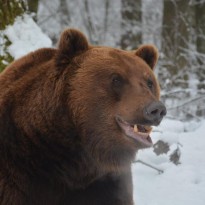 Транс привязанного к кровати