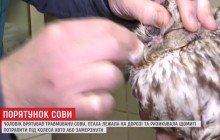 Львовянин спас травмированную сову, которая рисковала попасть под колеса авто (видео)